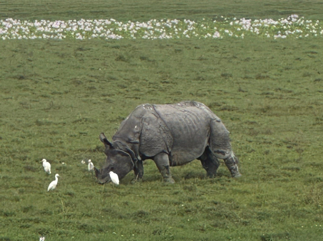 Assam Bengal Navigation-古瓦哈提必去景点