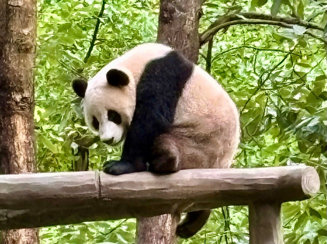 大熊猫保护研究中心都江堰基地-都江堰市必去景点