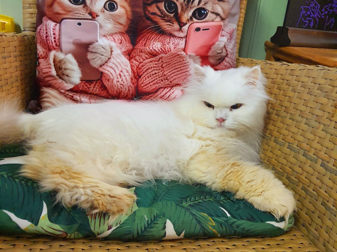 Bedford Cat Café-贝德福德必去景点