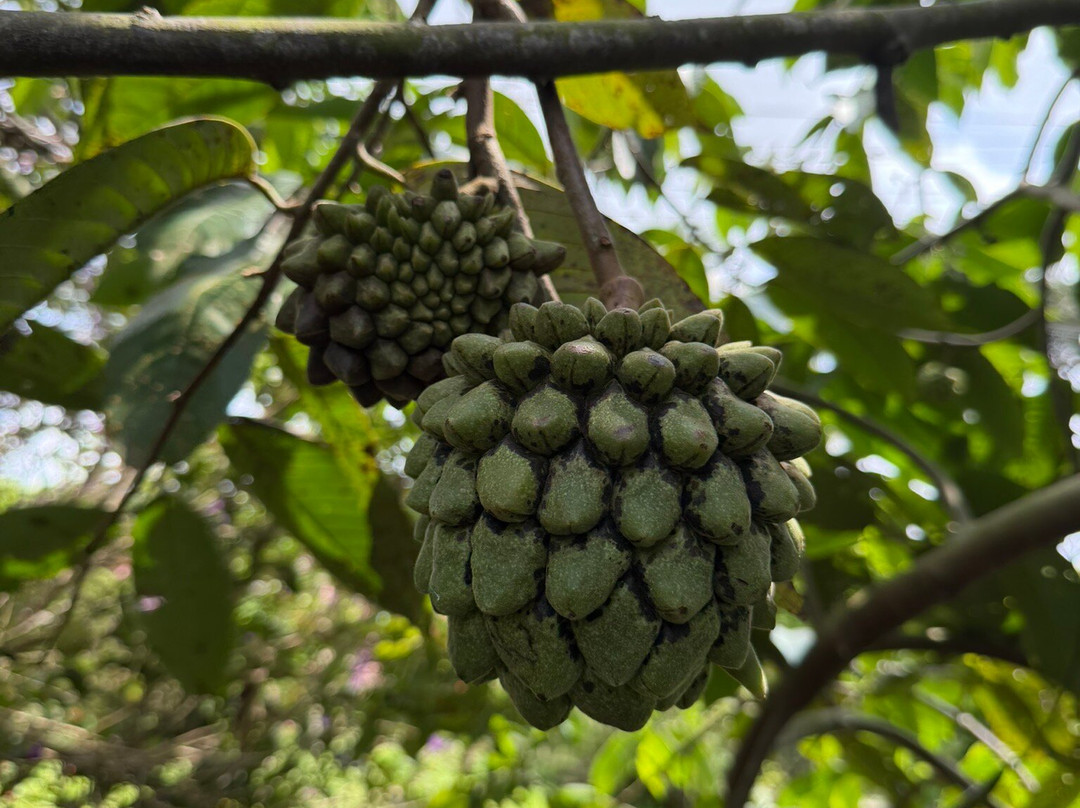 La Divisa De Don Juan-佩雷拉必去景点