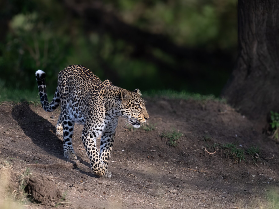 Wild Eye-弗维斯必去景点
