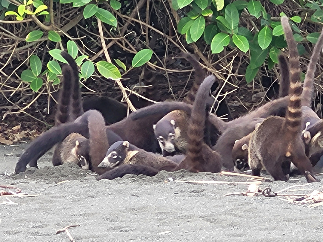 Surcos Tours-希门尼斯港必去景点