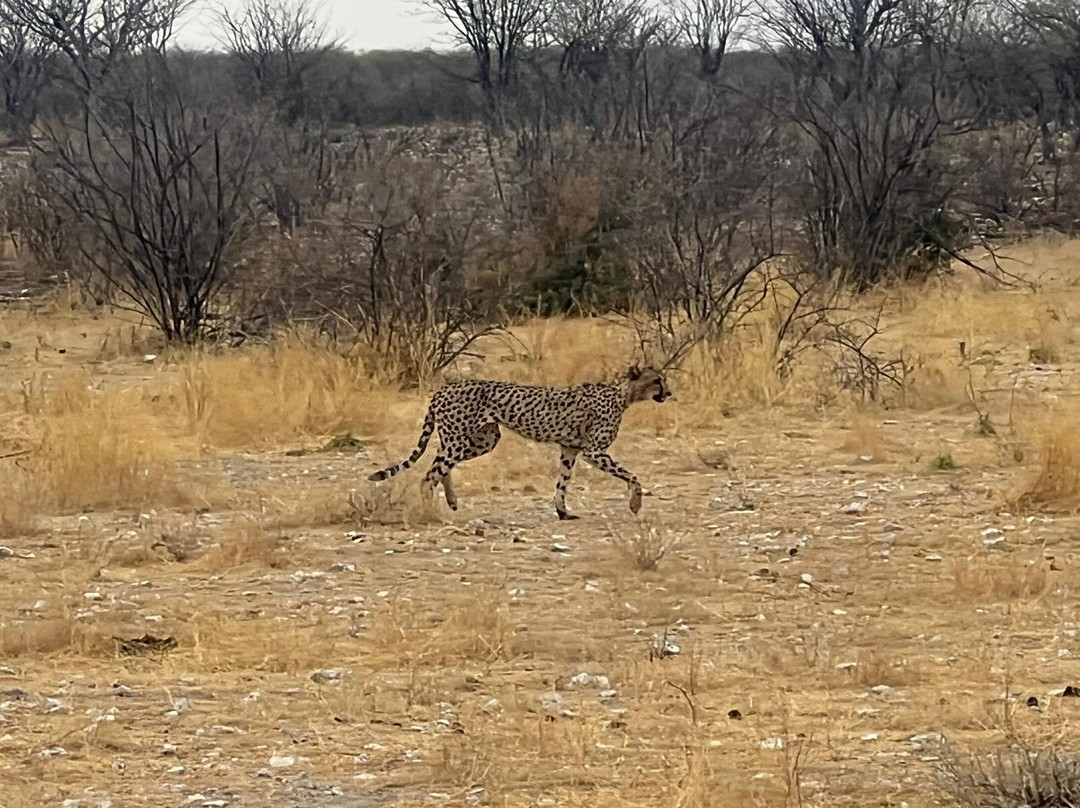 Kiboko Adventures-开普敦中心区必去景点