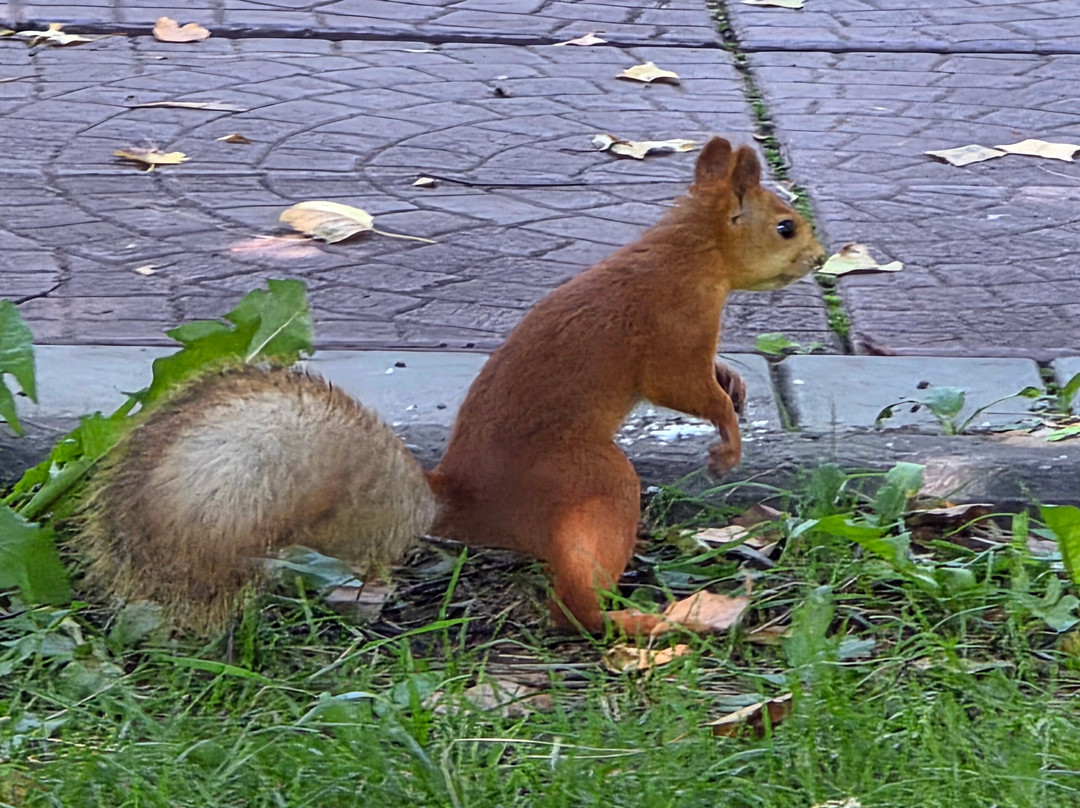 Narymskiy Park-新西伯利亚必去景点