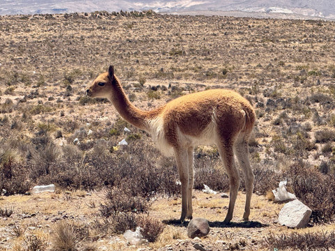 Paprika Tours-阿雷基帕必去景点