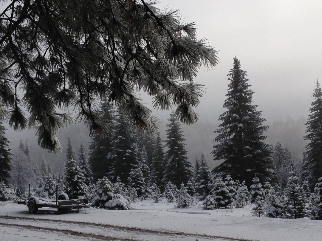 Snowy Peaks Tree Farm-Foresthill必去景点