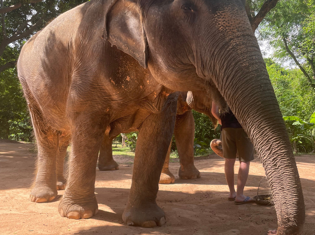 Samui Elephant Sanctuary-波普特必去景点