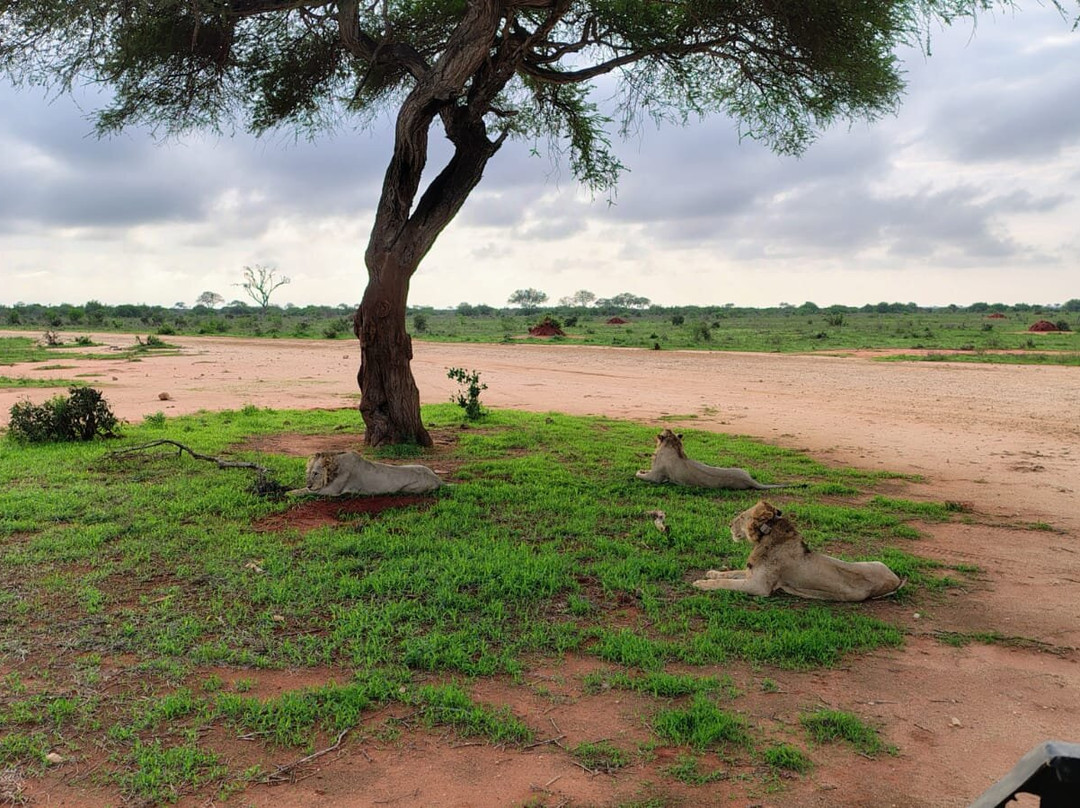 Watamu Diego Safari Day Tours-瓦塔木必去景点