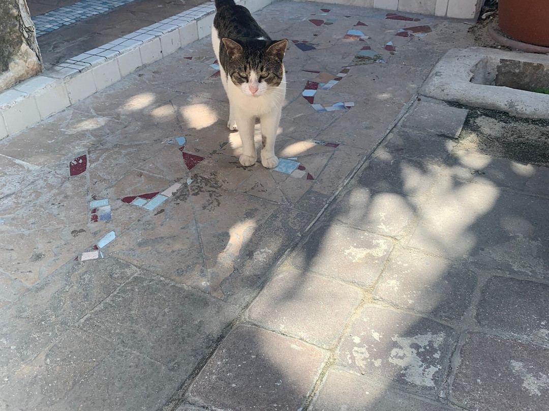 Dolphin House Museum-Alice Town必去景点