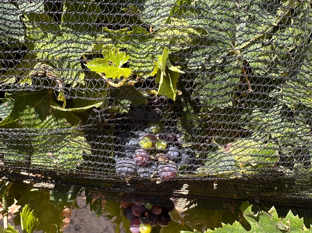 Oswald Vineyard-Brownfield必去景点