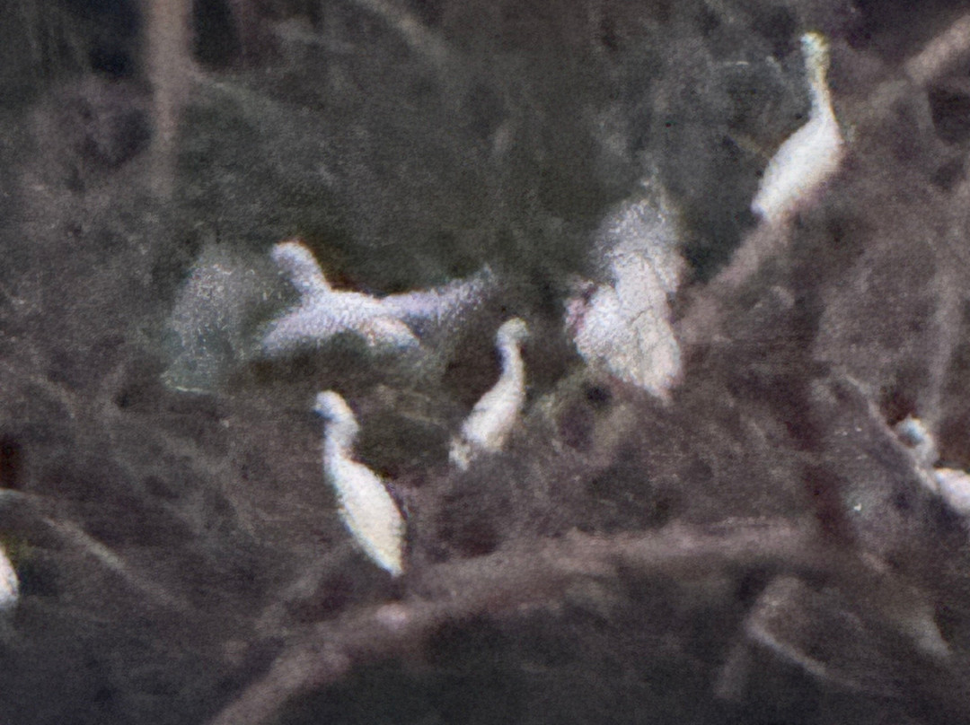 Caroni Swamp-St. Ann's必去景点