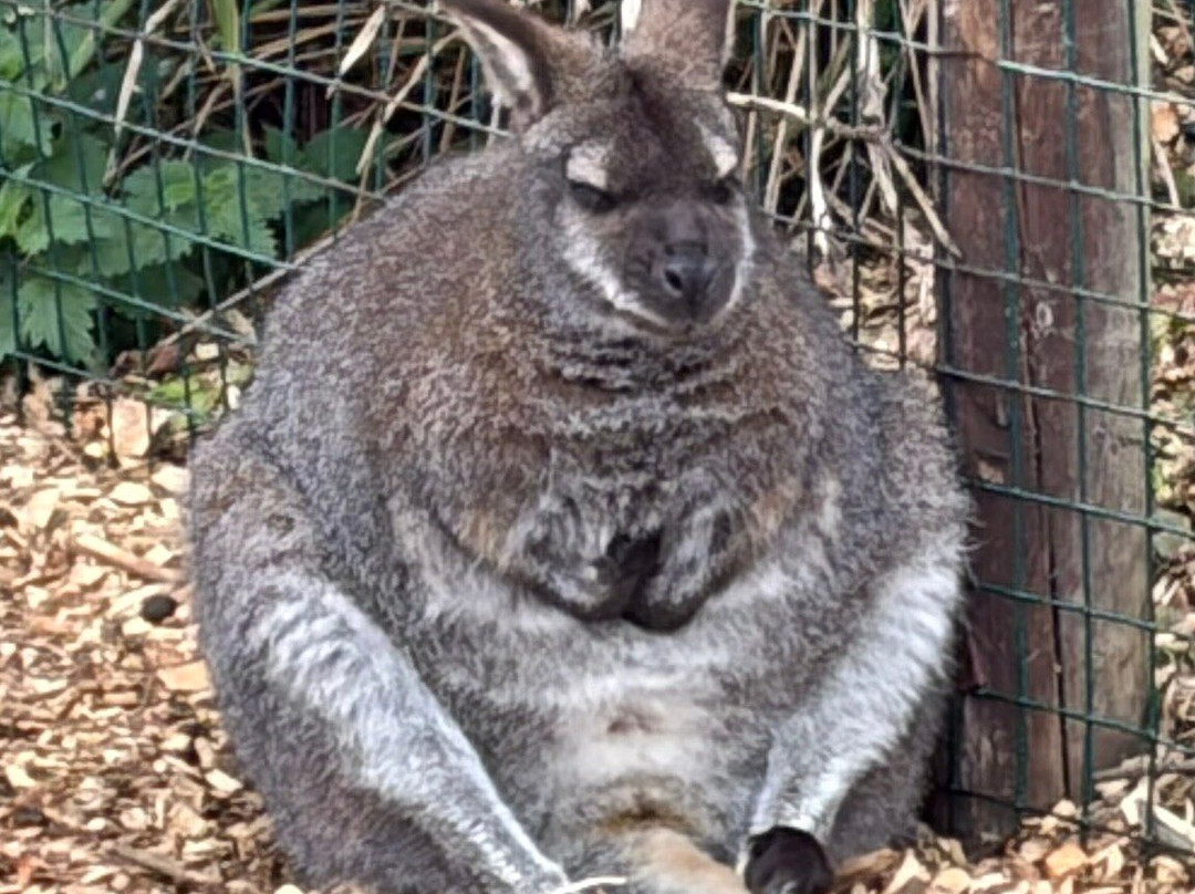 怀特岛动物园-桑当必去景点
