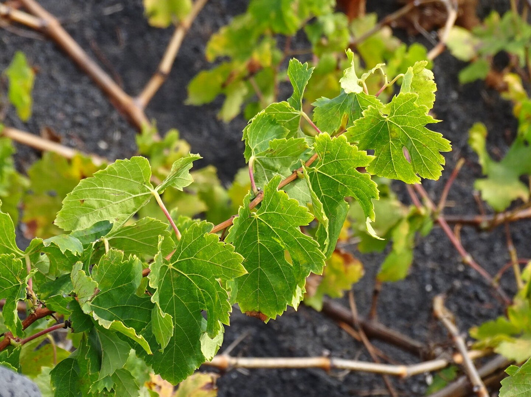 Finca Testeina - Bodegas Vega de Yuco-Masdache必去景点