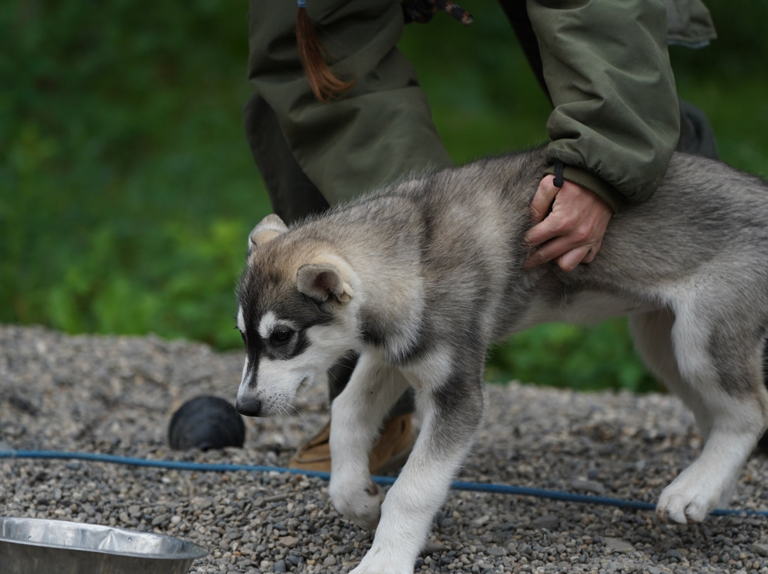 Sled Dog Demonstration-德纳利国家公园和自然保护区必去景点