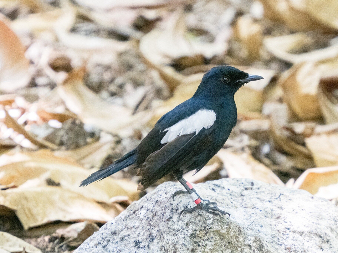 Angel Tours-Amitie必去景点