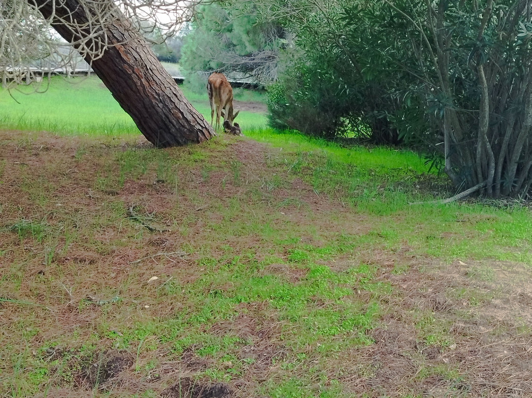 Donana Visitas-El Rocio必去景点
