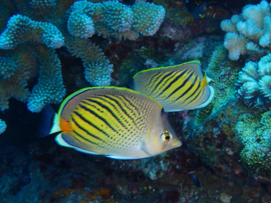 Tahiti Plongée Passion-皮拉尔必去景点