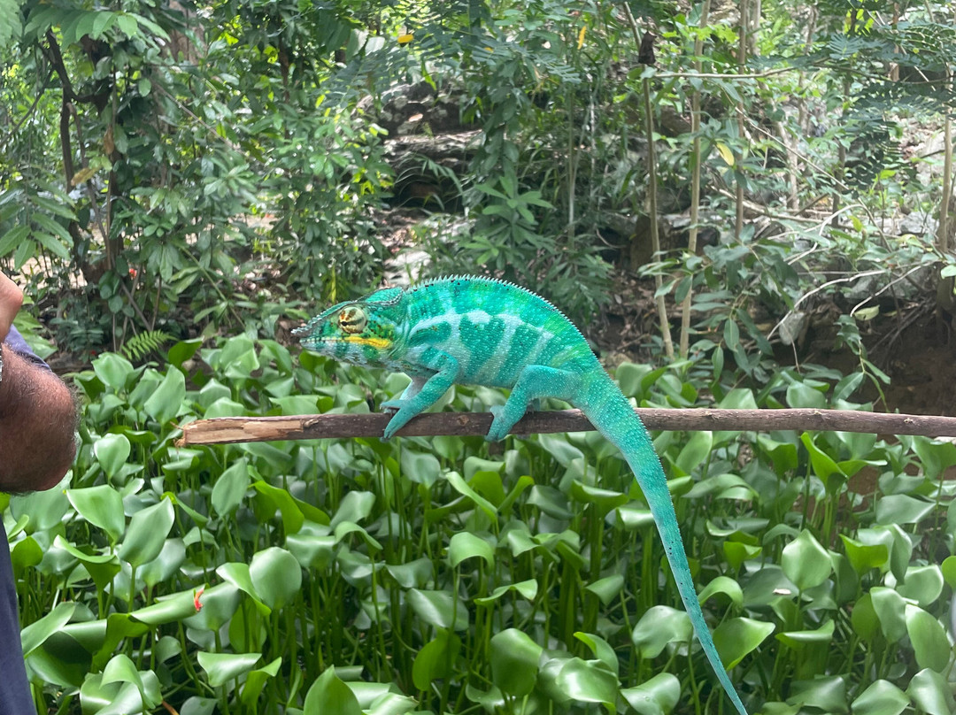 Madagascar Tour Severino-Dzamandzar必去景点