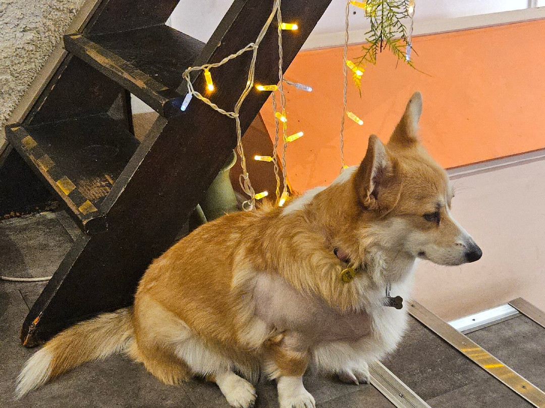 Corgi Cafe