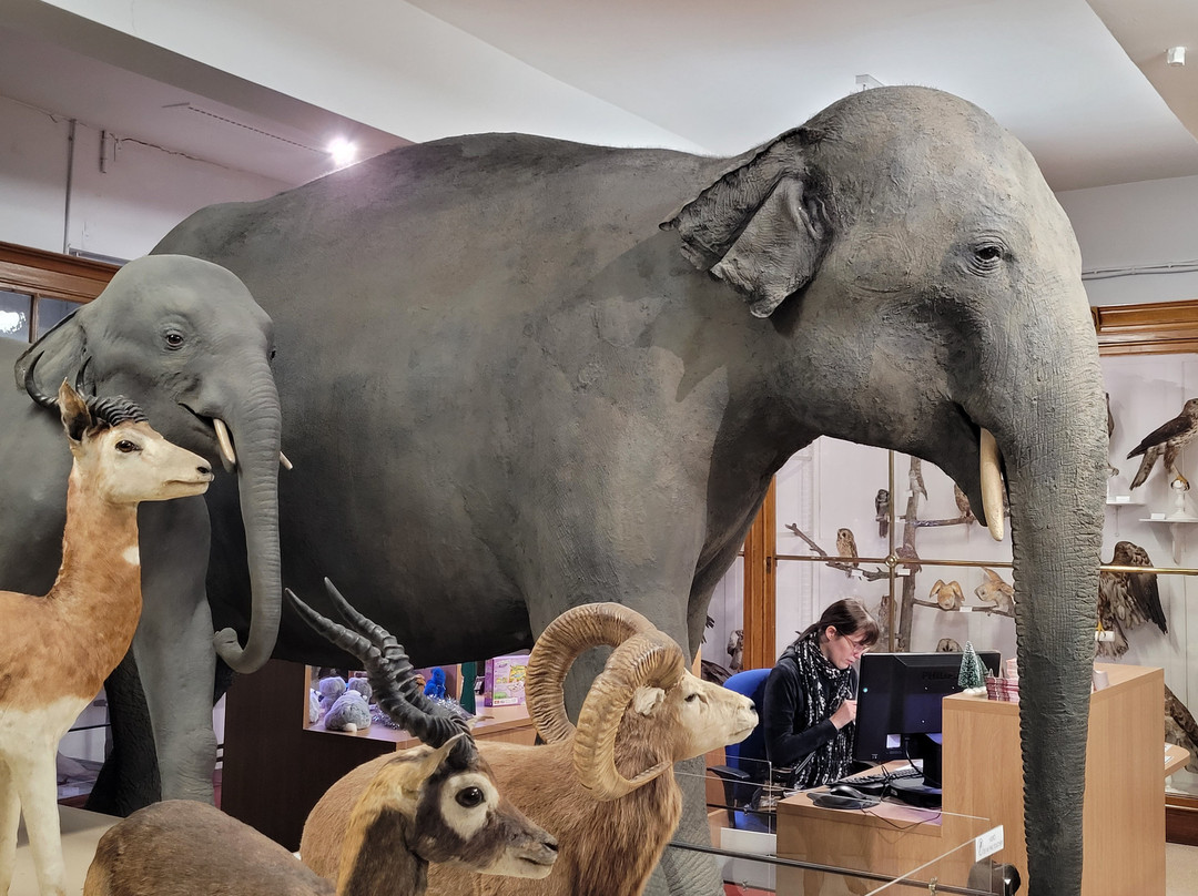 Le Musée d'Histoire Naturelle Victor Brun-蒙托邦必去景点
