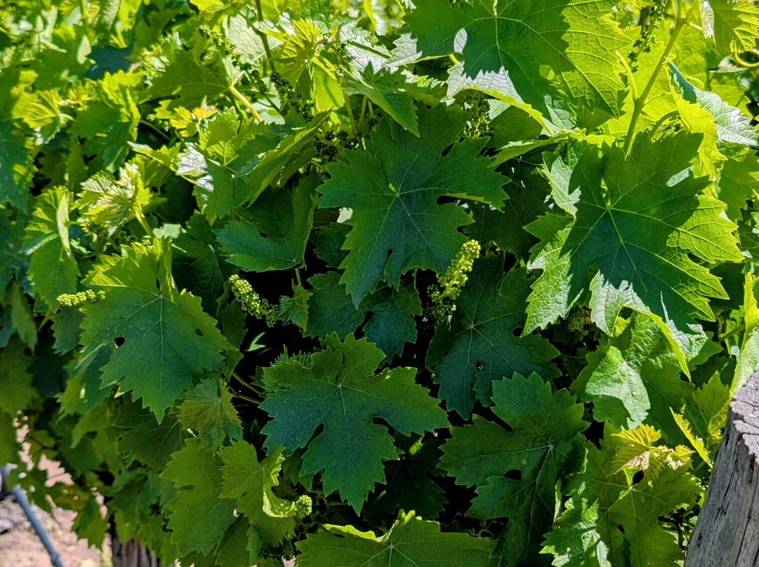 Kies Family Wines-林道必去景点