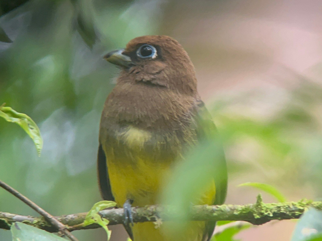 Osa Dreamcatcher Tours-希门尼斯港必去景点