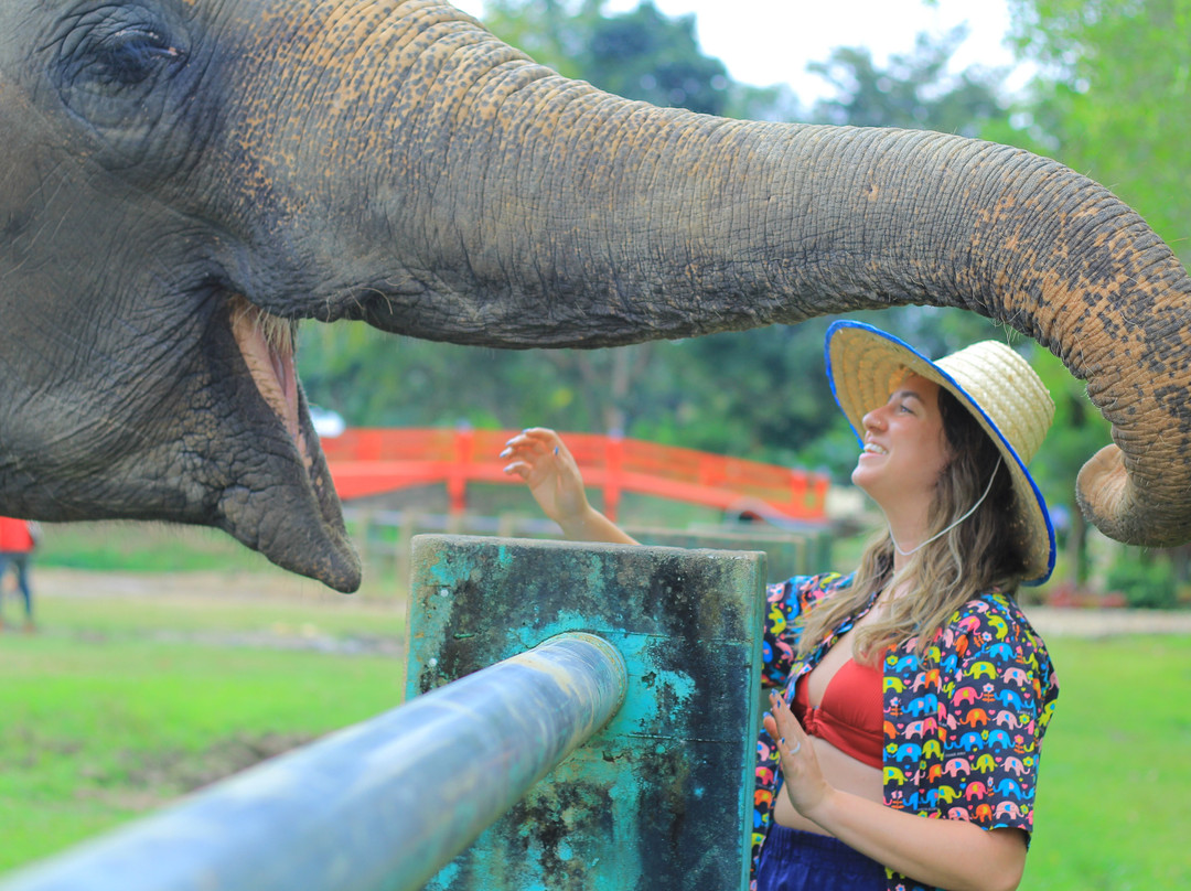 Kanta Elephant Sanctuary-清迈必去景点
