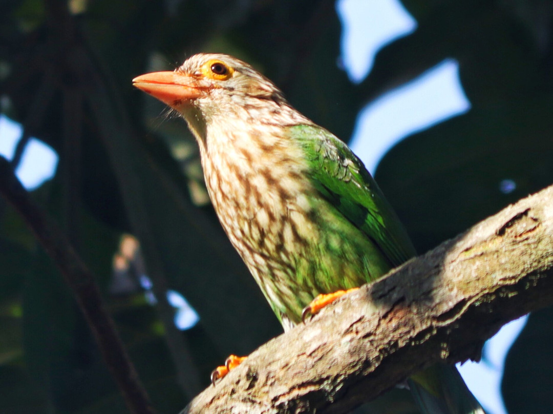 The Chitwan Tiger Guide Service And Mini Library-苏拉哈必去景点
