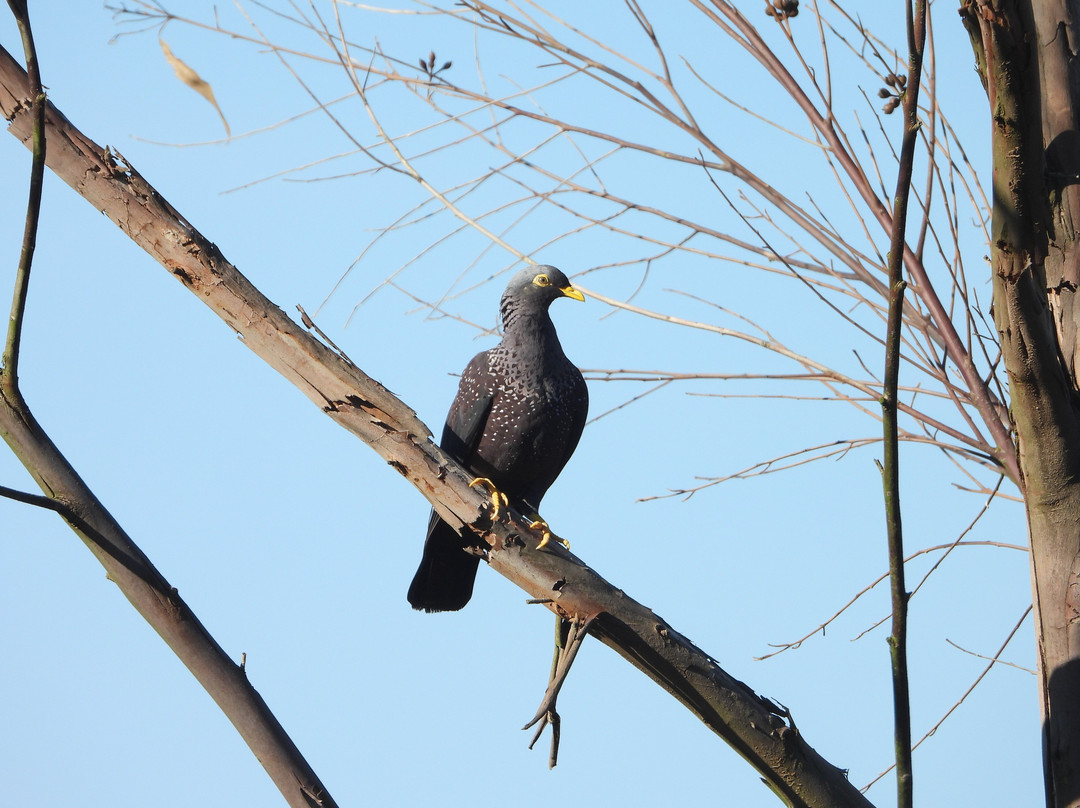 Reflections Eco Reserve主图