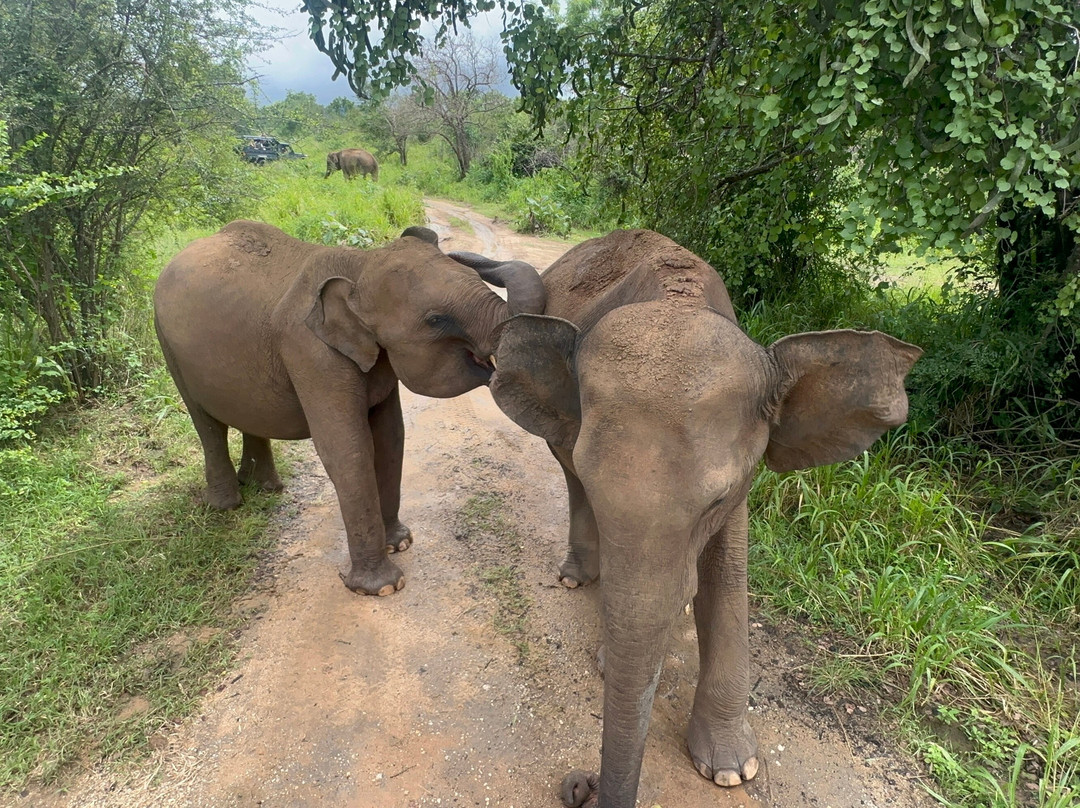 Lakshan jeep safari habarana-哈巴拉娜必去景点