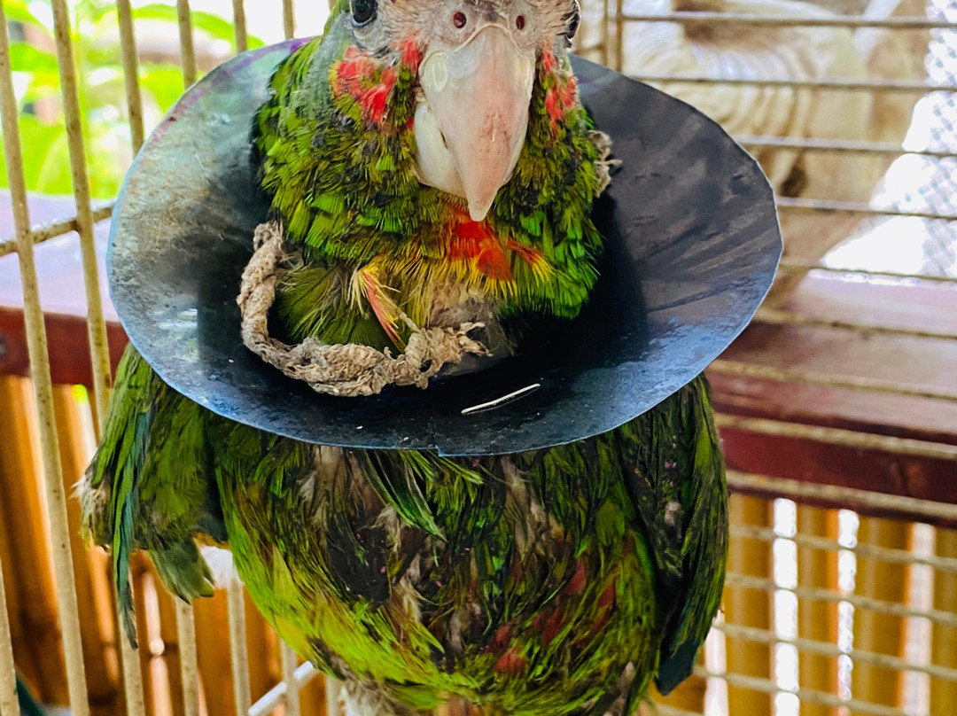 Cayman Parrot Sanctuary-East End必去景点