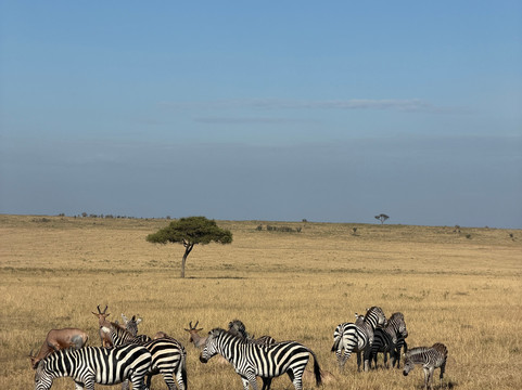 Maleki Tours&Safaris-内罗毕必去景点