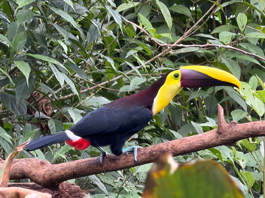 Tapir Valley Nature Reserve-Bijagua de Upala必去景点