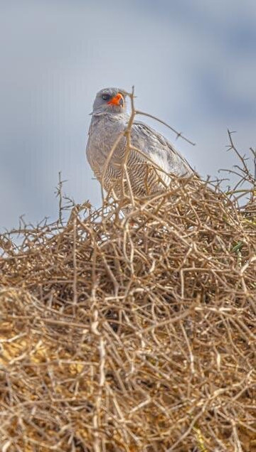 Desert Scorpion Adventure Tours-华维斯湾必去景点