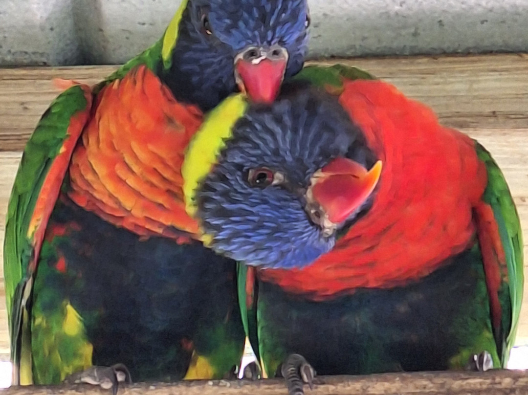 Brevard Zoo-墨尔本必去景点