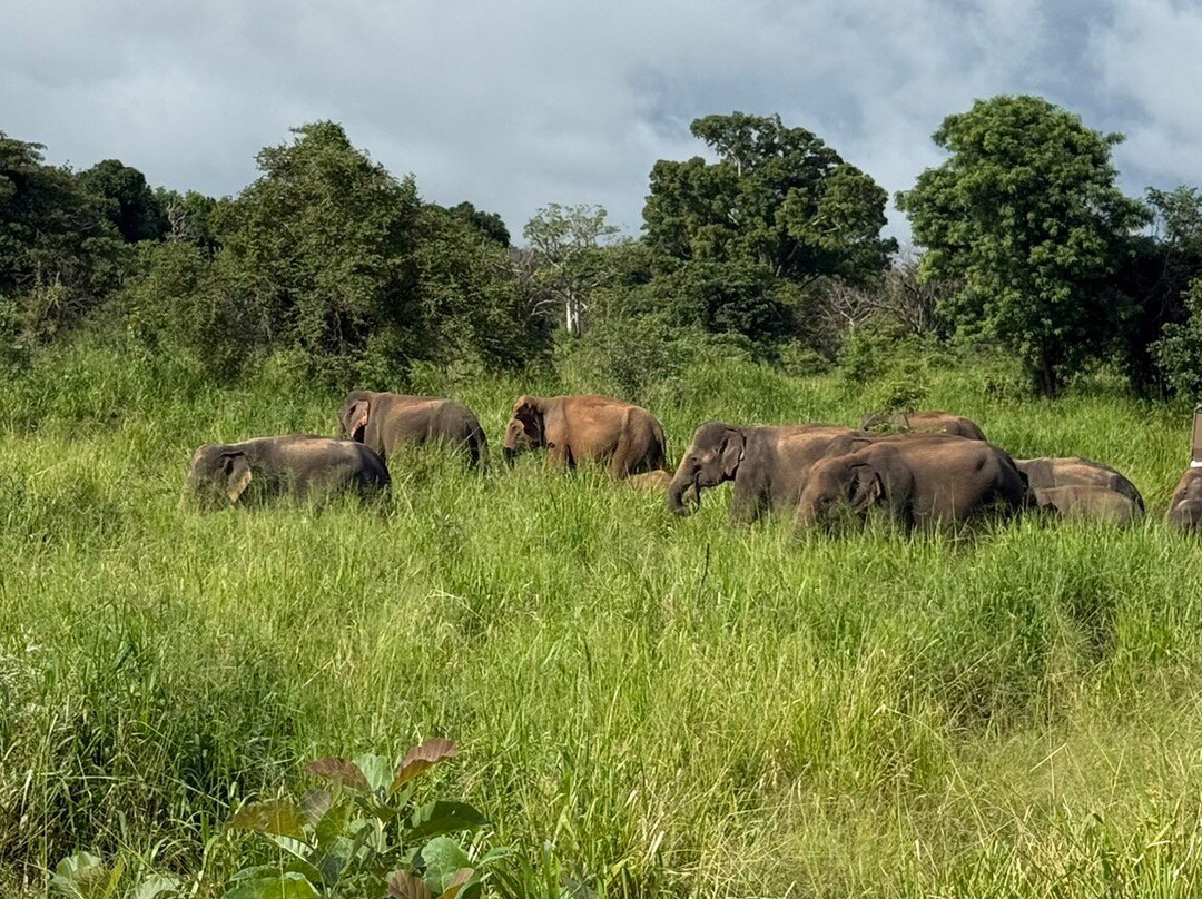 Safari With Asanka-锡吉里亚必去景点