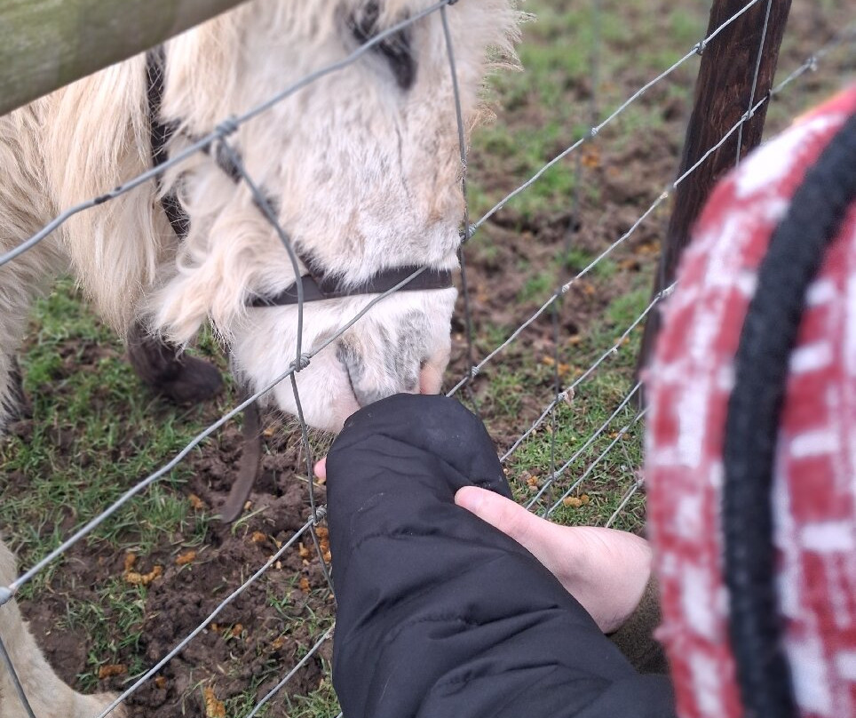 Mini Meadows Farm-Welford必去景点