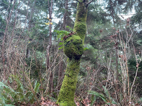 Sheringham Point Lighthouse-Shirley必去景点