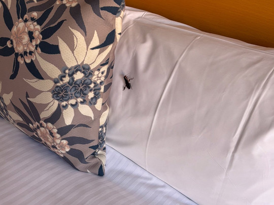 Blazing Stump Motel and Suites主图