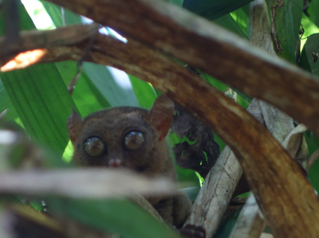 眼镜猴保护区-Bilar必去景点
