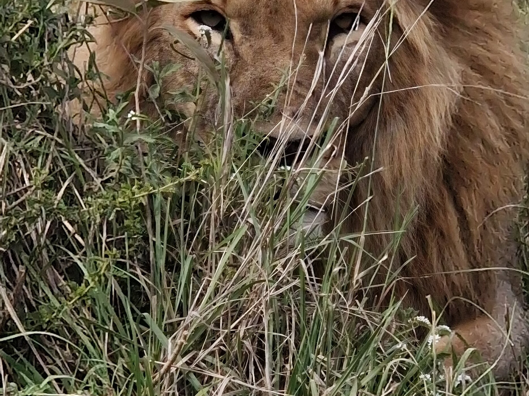 Savannah Explorers Limited-阿鲁沙必去景点