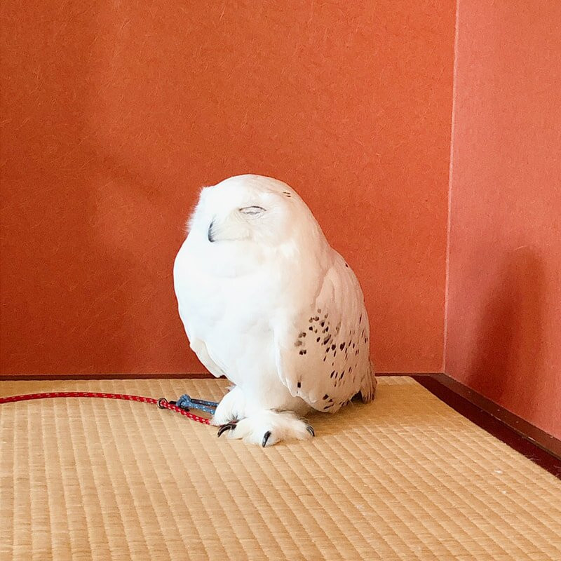 猫头鹰咖啡馆-涩谷区必去景点