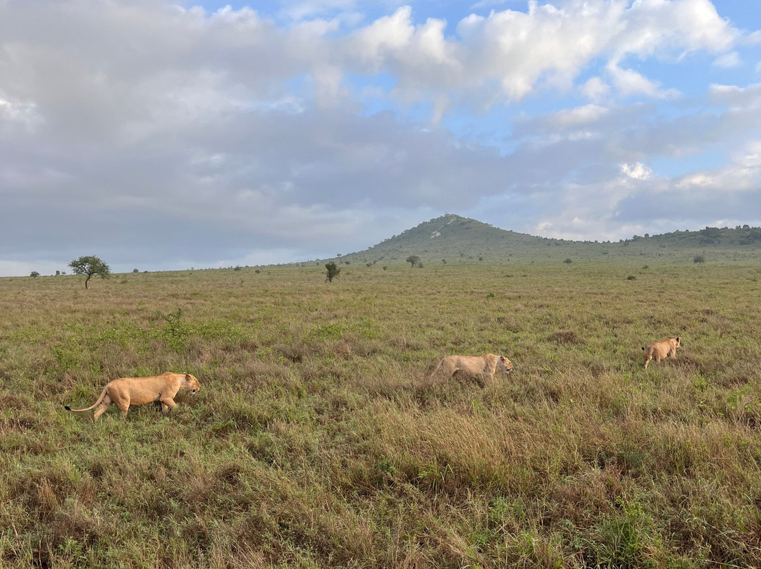 Safari Kenya roberto toba-瓦塔木必去景点