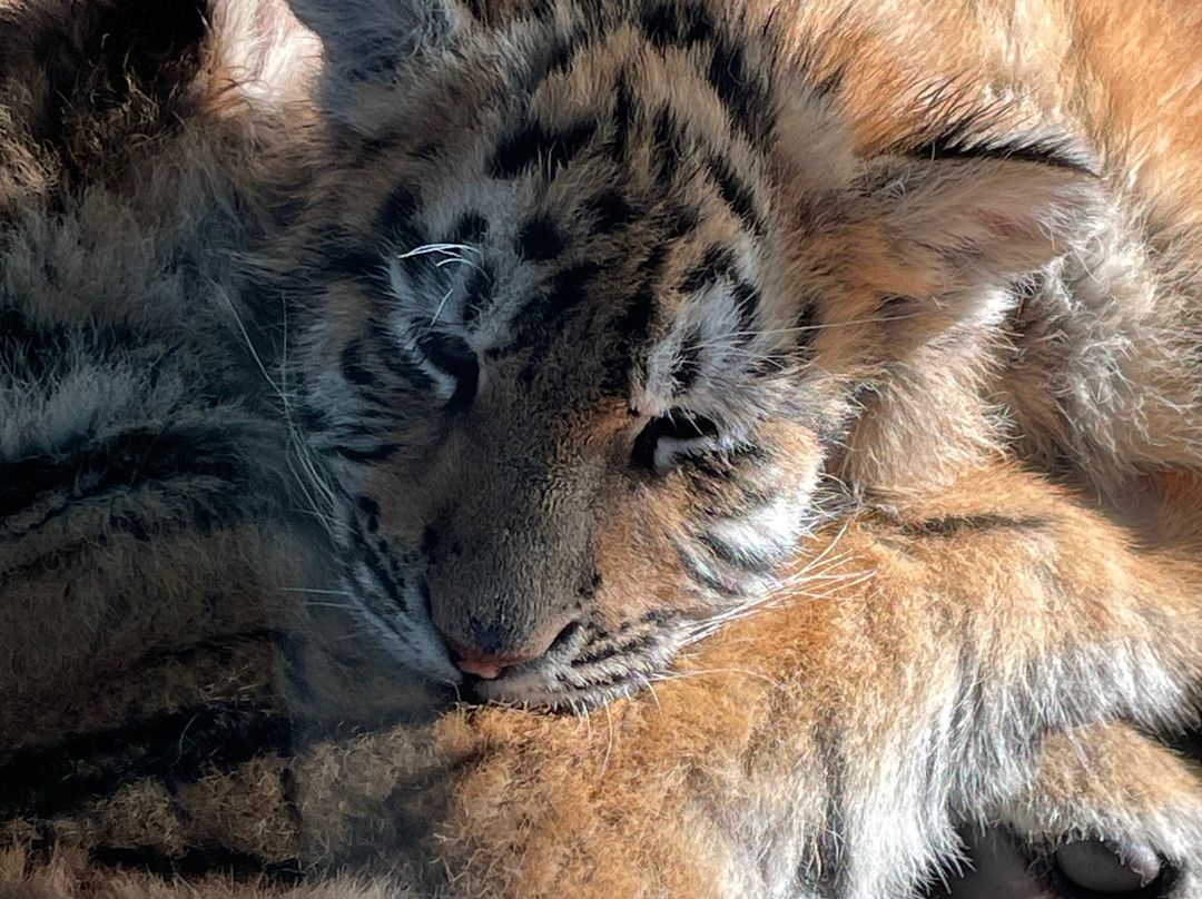 China Discovery-成都必去景点