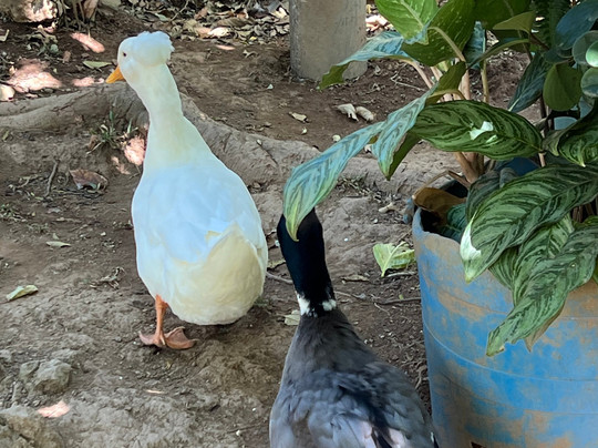 La Colina Goldmine-Abangares必去景点