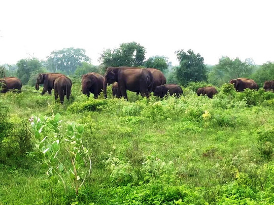 Green Heaven Resort Udawalawa