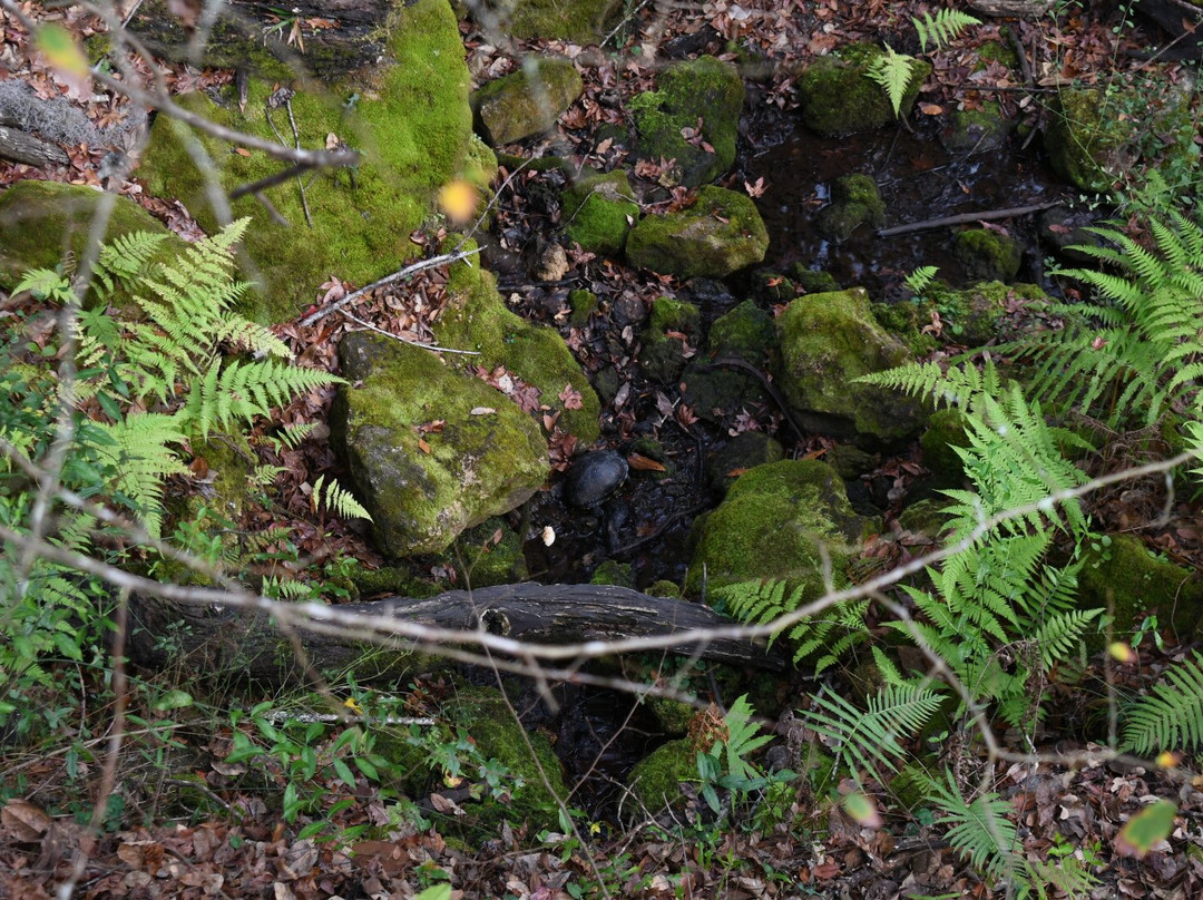 Devil's Millhopper Geological State Park-盖恩斯维尔必去景点