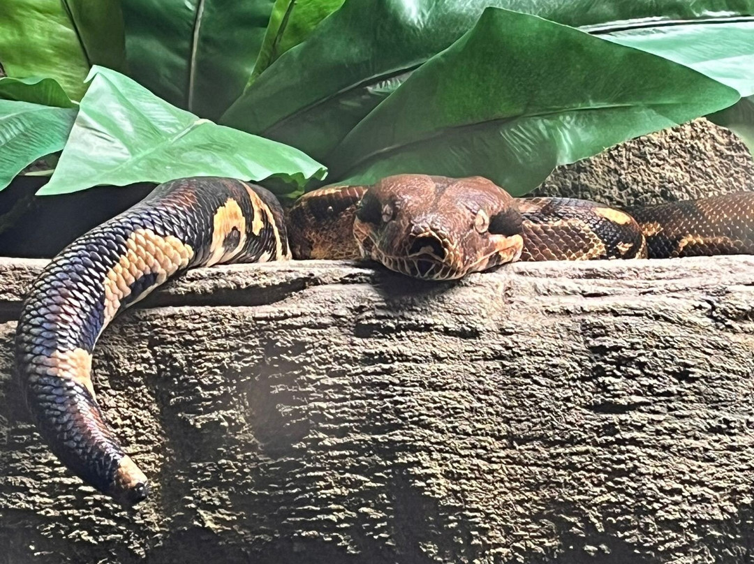 Woburn Safari Park-Woburn必去景点