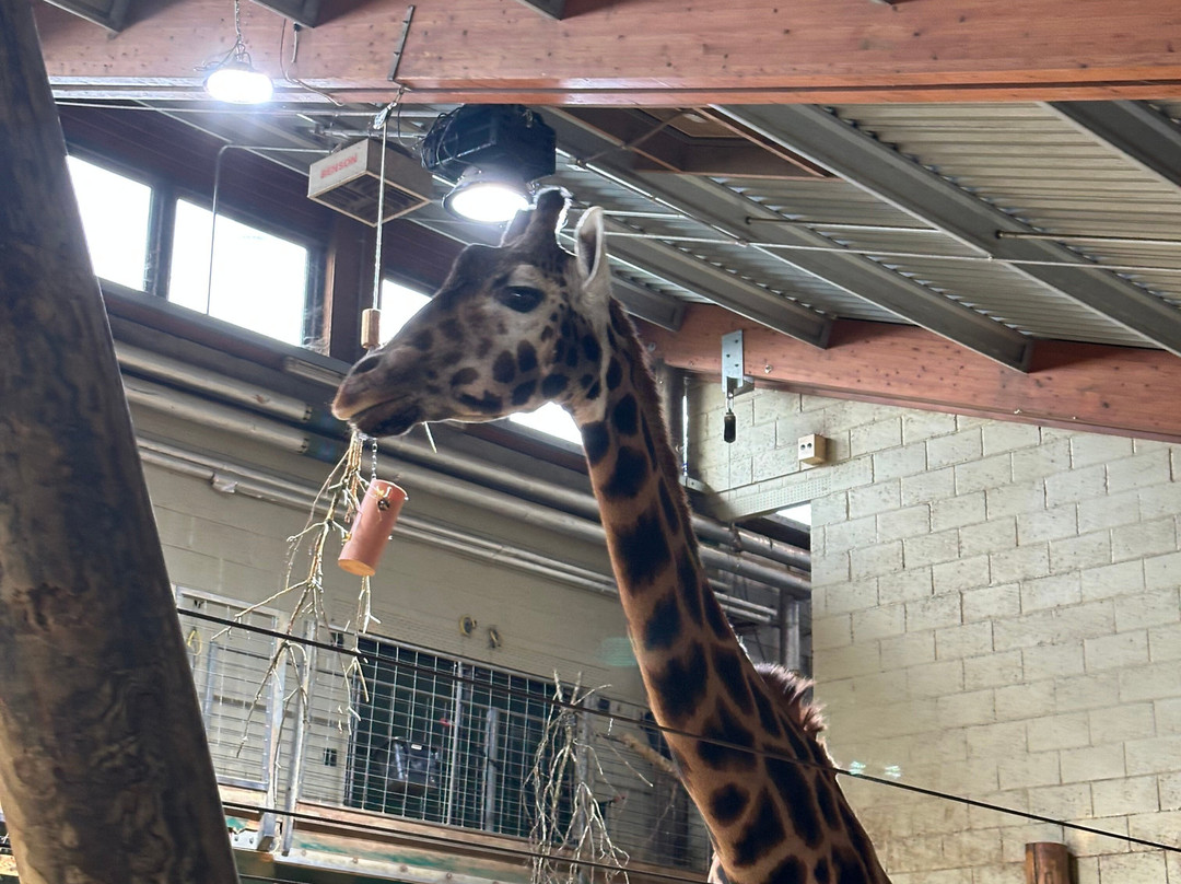 Marwell Zoo-温彻斯特必去景点