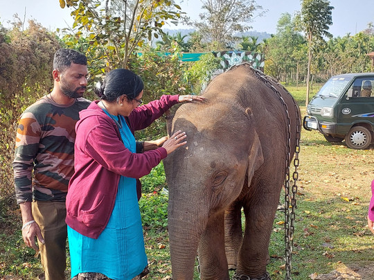Sakrebailu Elephant Camp-Shimoga必去景点